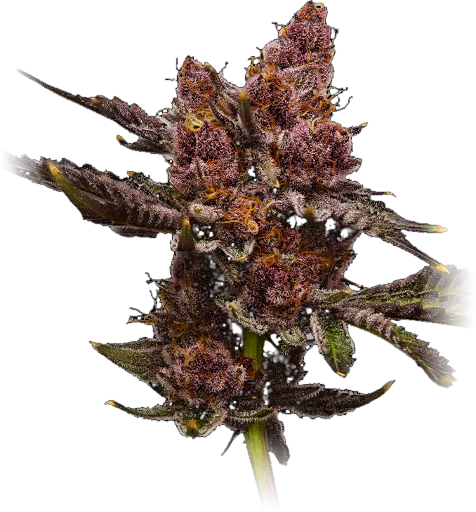 Tropicana Cherry #8 cannabis flower grown by High Desert Relief, New Mexico