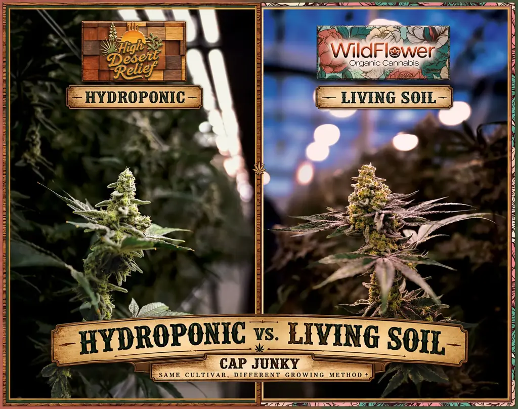 Hydroponic vs living soil cannabis: Cap Junky grown by High Desert Relief under LEDs and by WildFlower in living soil in a New Mexico greenhouse, for Albuquerque, Bernalillo, Santa Fe and Hobbs