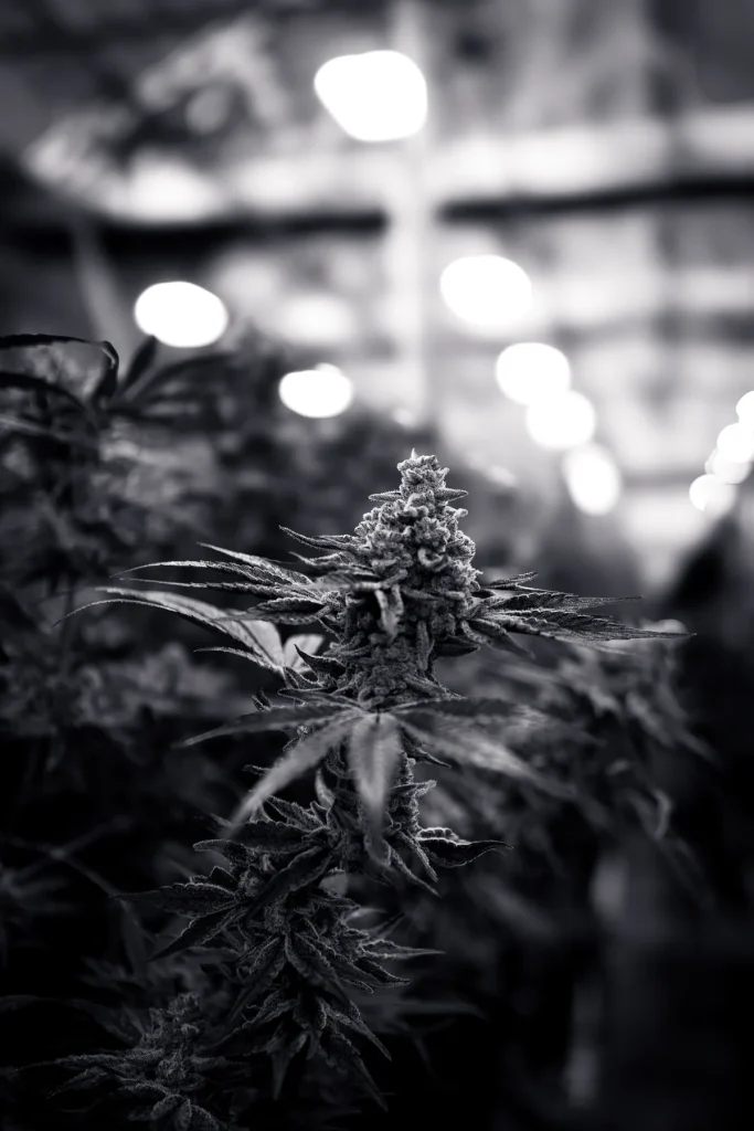 Black and white photo of a Cap Junky cannabis cola in the WildFlower greenhouse, High Desert Relief