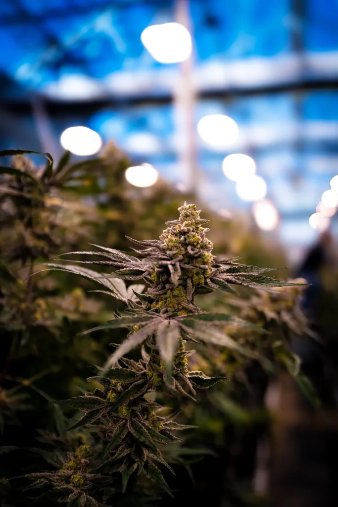 Cap Junky cannabis cola under the WildFlower greenhouse roof, High Desert Relief New Mexico