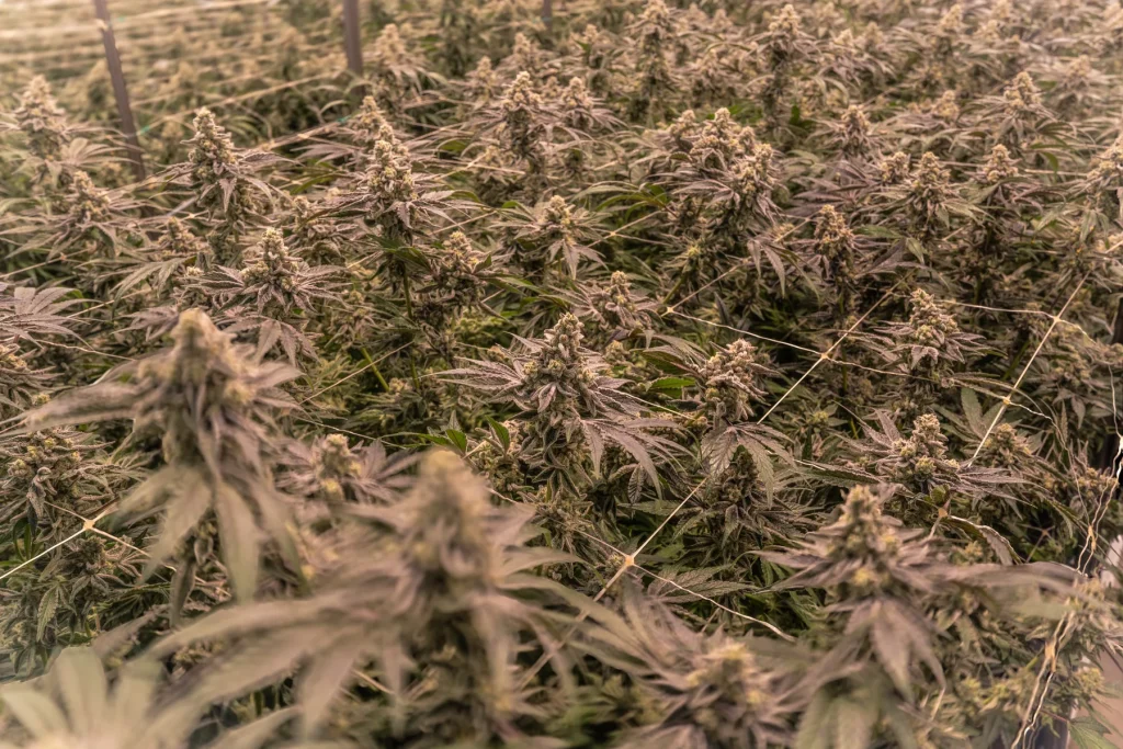 Cap Junky cannabis canopy in the WildFlower greenhouse, grown for High Desert Relief dispensaries in Albuquerque and Santa Fe