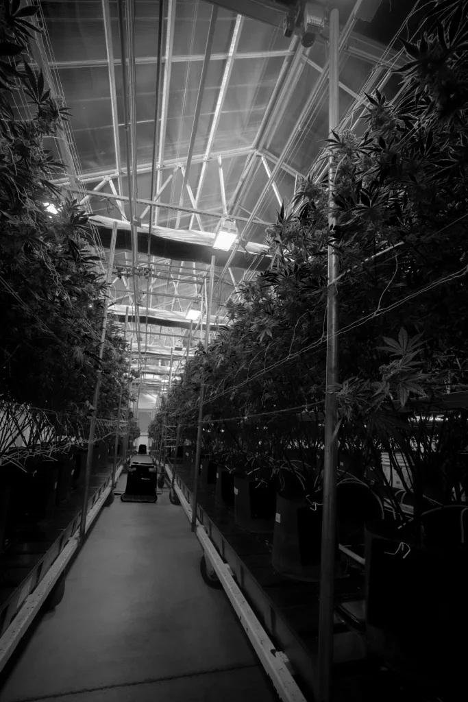 Black and white aisle between tall cannabis plants in the WildFlower greenhouse, High Desert Relief New Mexico