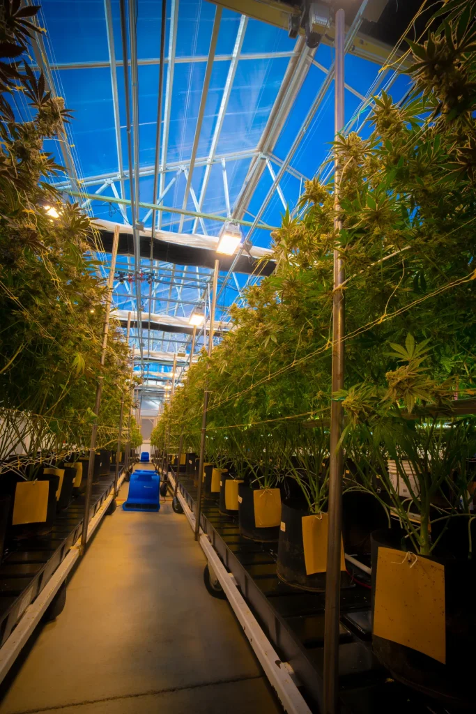 Center aisle of the WildFlower organic cannabis greenhouse under New Mexico sky, High Desert Relief