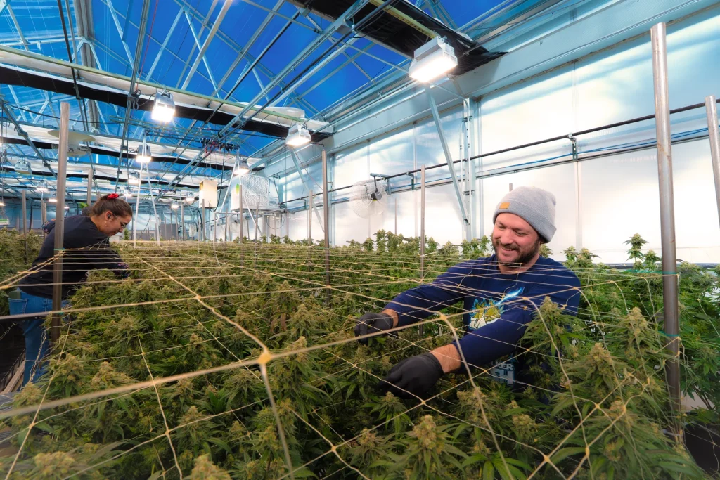 High Desert Relief growers Andrew and Gio de-leafing SDKM cannabis plants in the WildFlower greenhouse