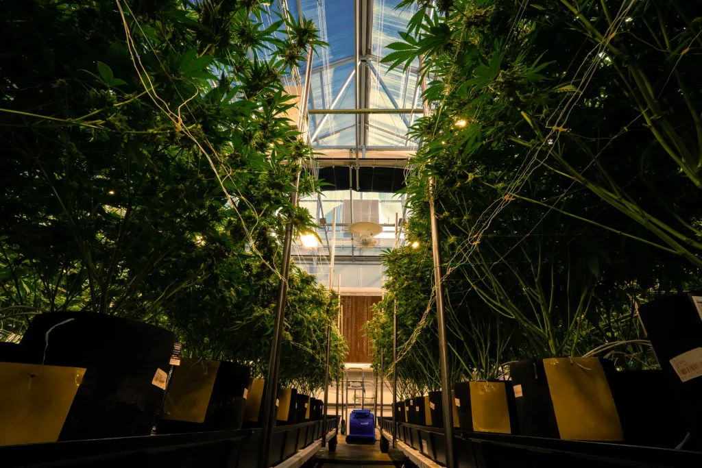 Rows of sun-grown cannabis plants under the WildFlower greenhouse canopy in warm evening light