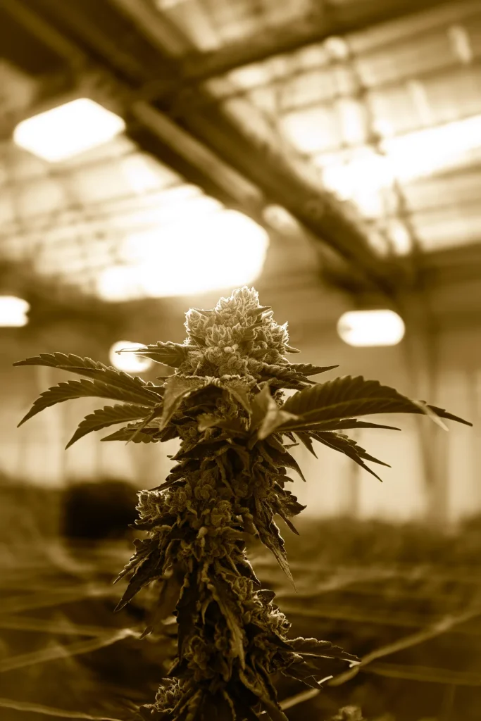 Sepia photo of a Louis XIII cannabis cola in the WildFlower organic greenhouse, High Desert Relief