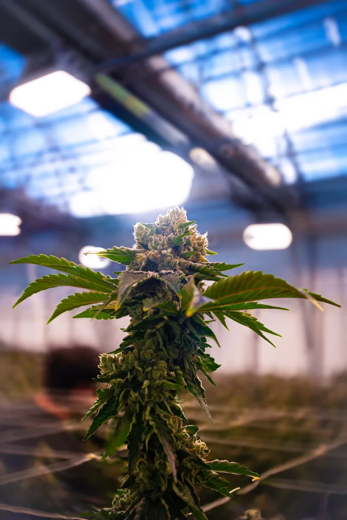 Louis XIII cannabis flower growing in organic soil in the WildFlower greenhouse, High Desert Relief New Mexico