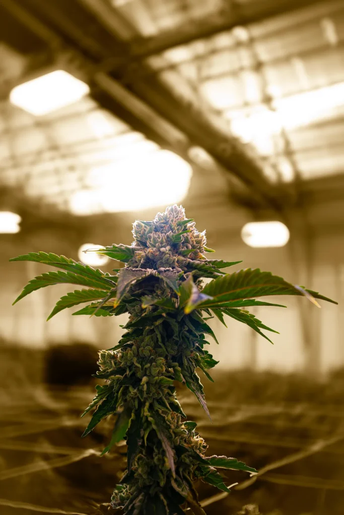 Louis XIII cannabis plant against a sepia-toned WildFlower greenhouse, High Desert Relief