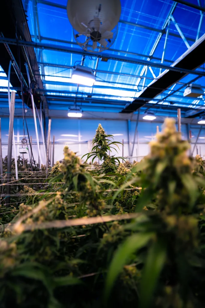 SDKM cannabis buds seen through the leaves in the WildFlower organic greenhouse, High Desert Relief