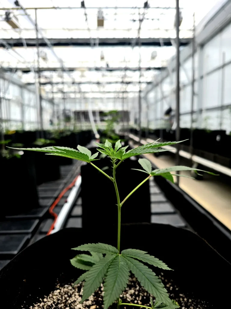 Young cannabis plant in organic soil in the WildFlower greenhouse, grown for High Desert Relief in Bernalillo and Hobbs