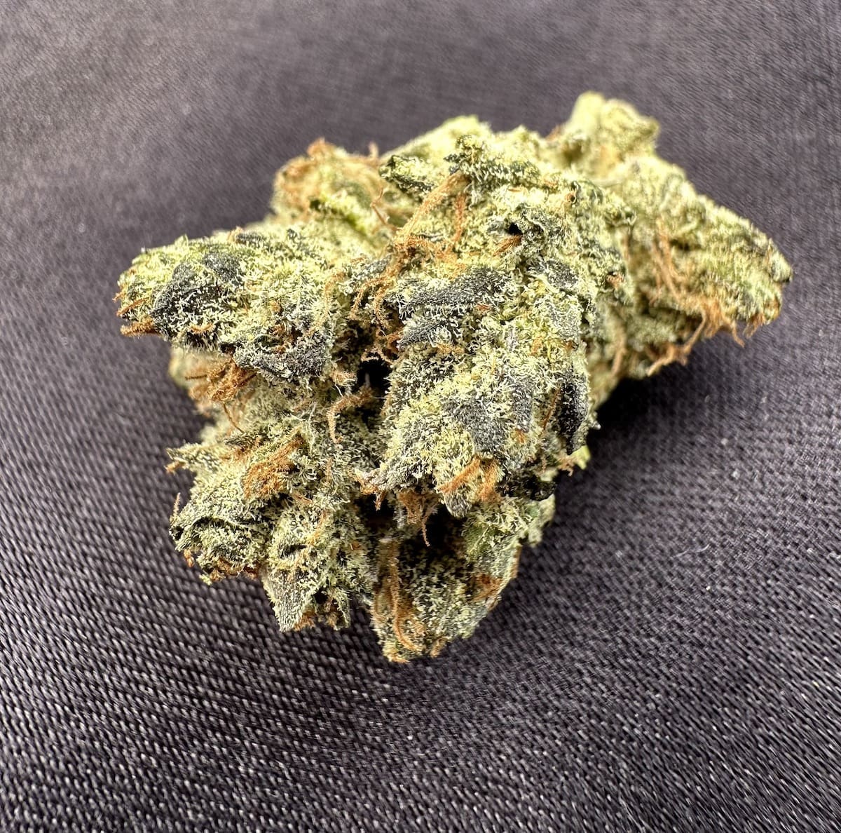 Orange Bellini—Maven CA, fall 2023 High Desert Relief