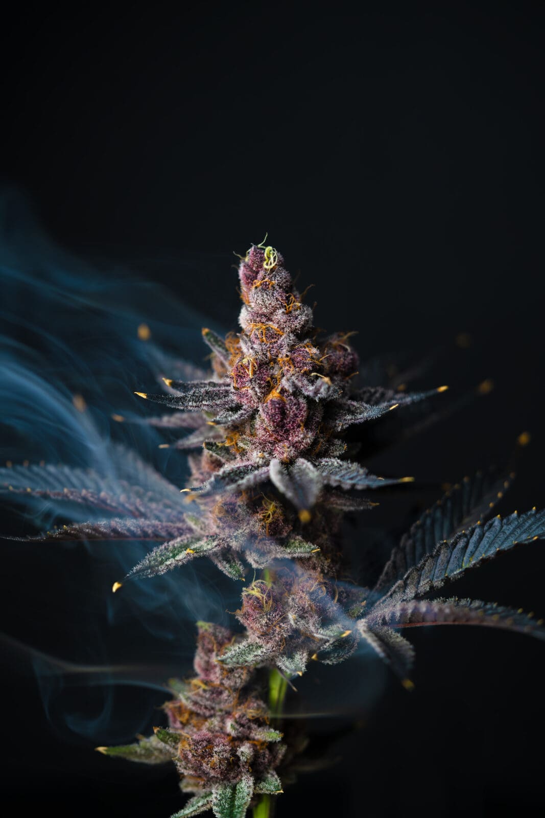 Tropicana Cherry #8