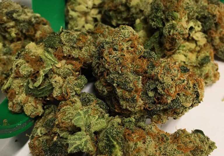 Raspberry Diesel flower grown by High Desert Relief